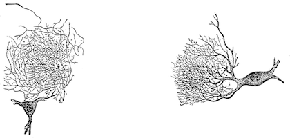 improvising consciousness brain cells